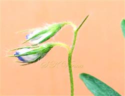 Flower-see Calyx